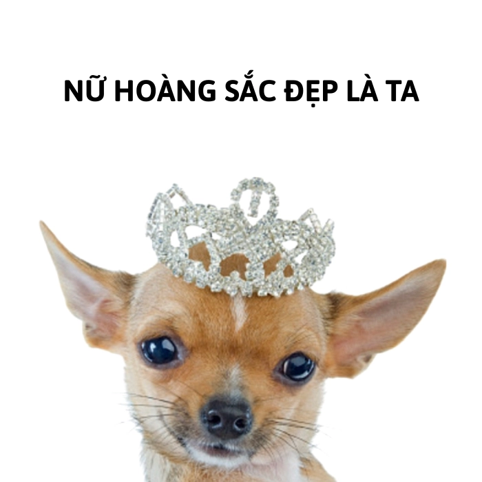 Meme chihuahua nghiêm túc