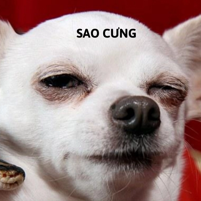 Meme chihuahua thẫn thờ
