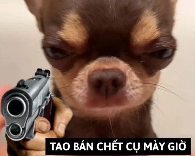 Chihuahua meme: Loạt 270+ ảnh meme cưng xỉu vì quá “lú”
