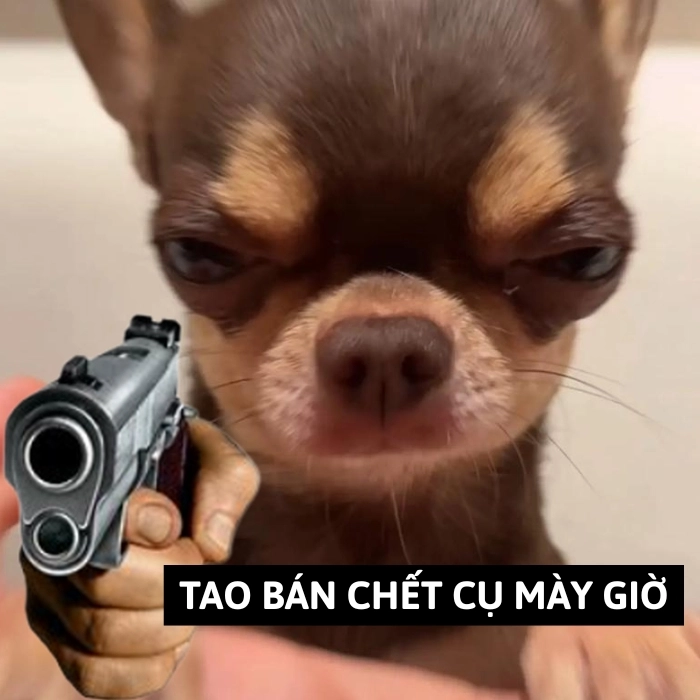 Chihuahua meme: Loạt 270+ ảnh meme cưng xỉu vì quá “lú”