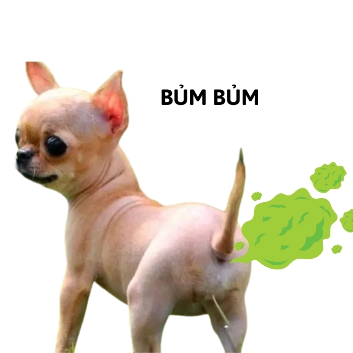 Meme chó chihuahua cool ngầu