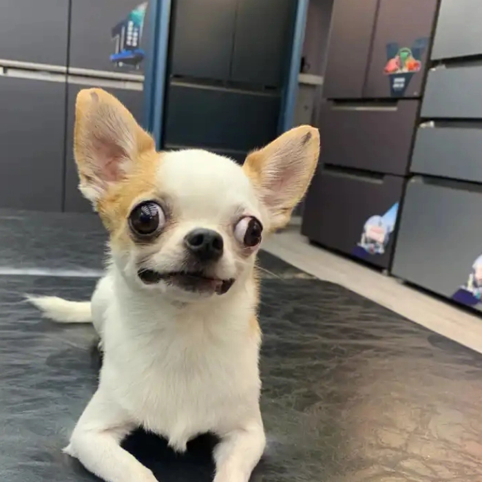 Meme chó chihuahua cười nhẹ