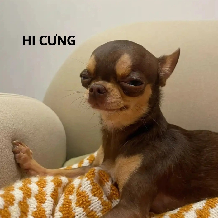 Meme chó chihuahua đang cười