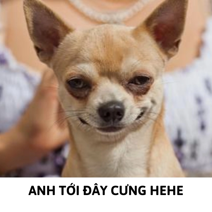 Meme chó chihuahua dễ thương