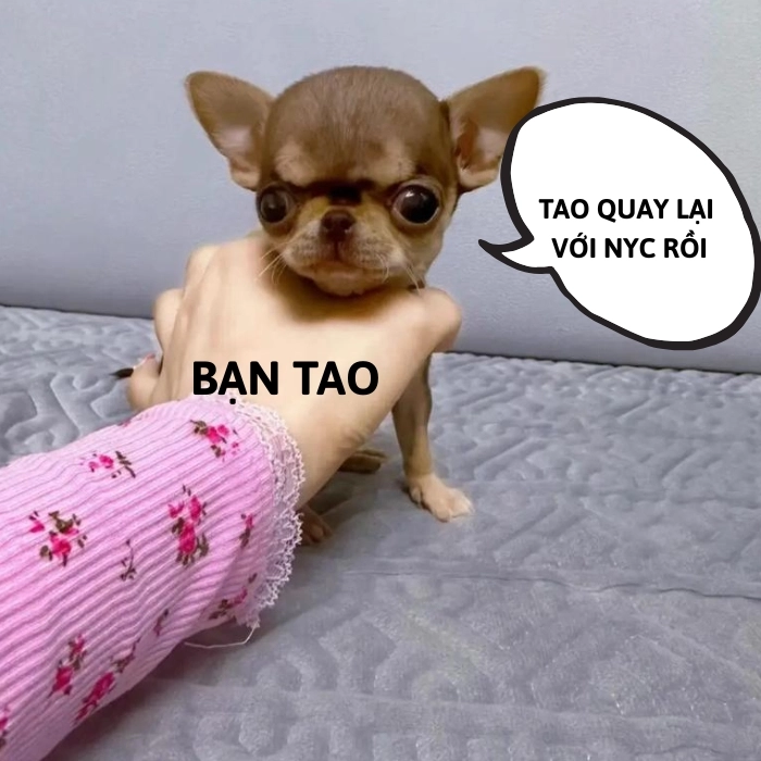 Meme chó chihuahua mặt ngơ