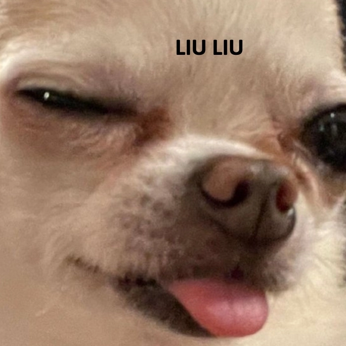 Meme chó chihuahua meme chill
