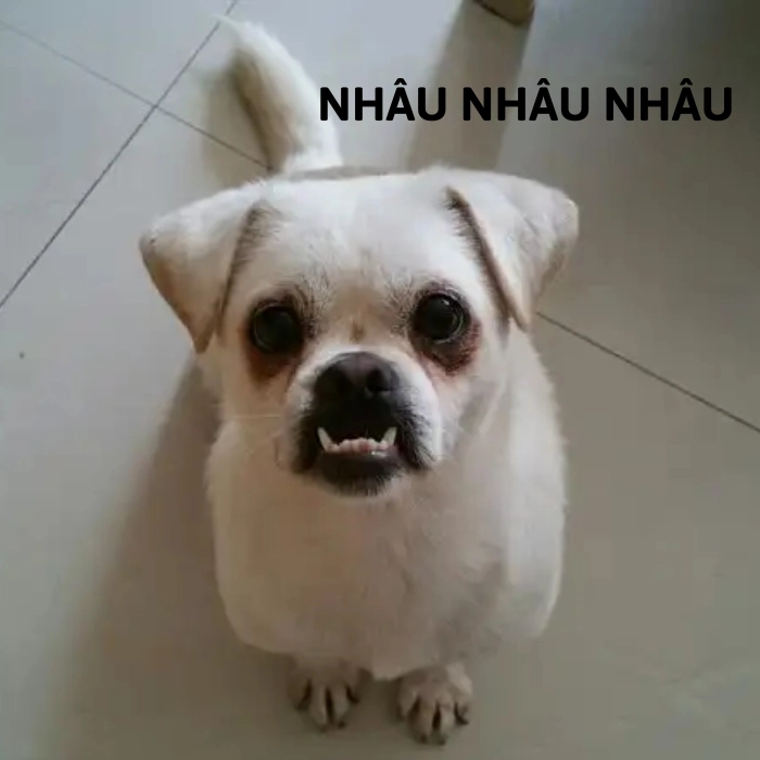 Meme chó chihuahua tức giận