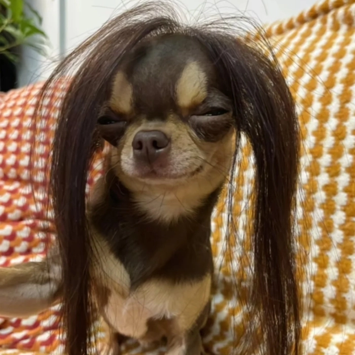 Meme chó chihuahua vui nhộn