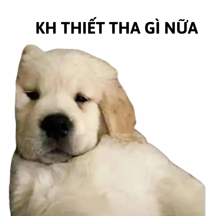 ảnh mệt mỏi meme