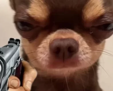 Chihuahua meme: Loạt 270+ ảnh meme cưng xỉu vì quá “lú”