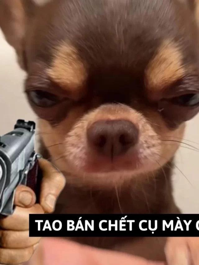 Chihuahua meme: Loạt 270+ ảnh meme cưng xỉu vì quá “lú”