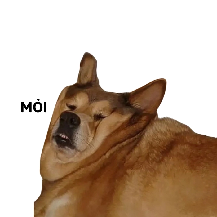 meme chó mệt mỏi
