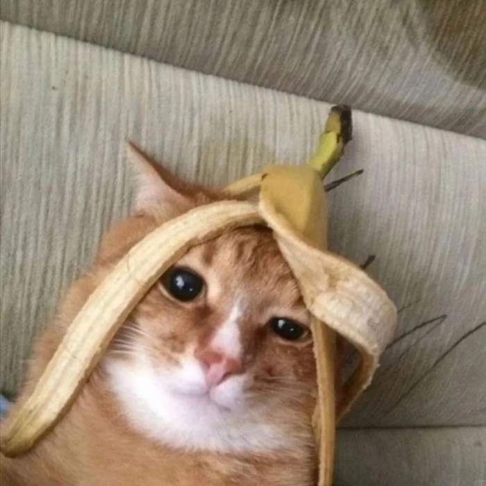 meme mèo mệt