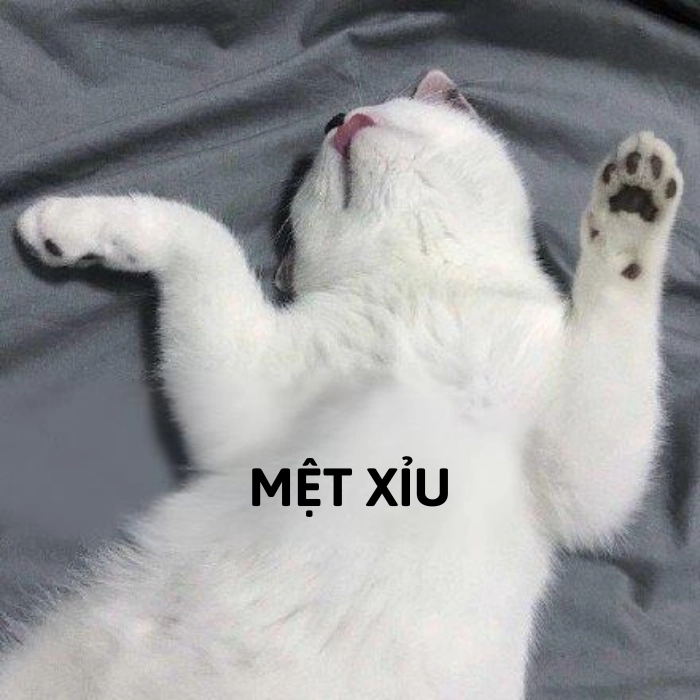 meme mệt mỏi xỉu